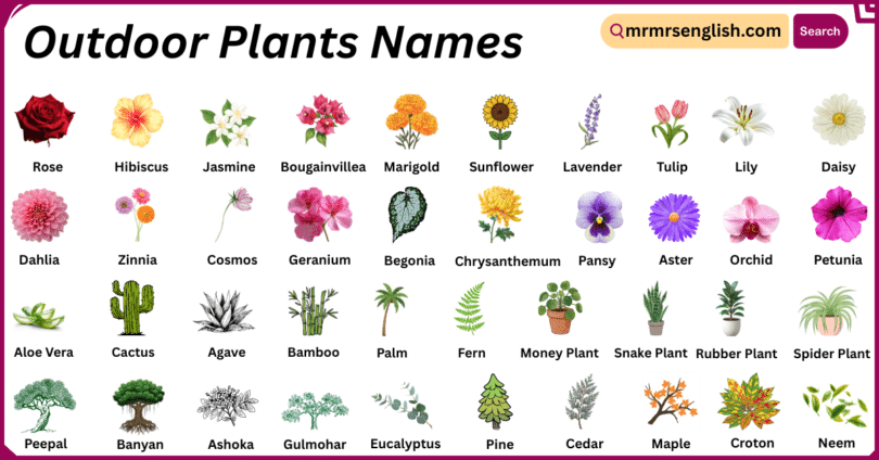 Outdoor Plants Names in English with Their Pictures