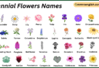 Perennial Flowers Names in English with Their Pictures