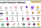 Perennial Flowers Names in English with Their Pictures