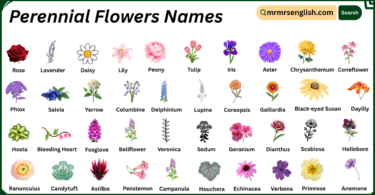 Perennial Flowers Names in English with Their Pictures