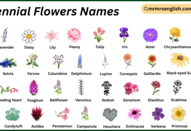 Perennial Flowers Names in English with Their Pictures