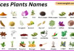 Spices Plants Names in English with Their Pictures