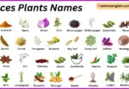 Spices Plants Names in English with Their Pictures