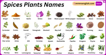 Spices Plants Names in English with Their Pictures