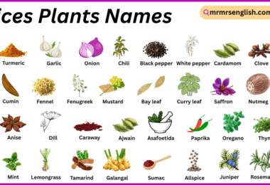 Spices Plants Names in English with Their Pictures