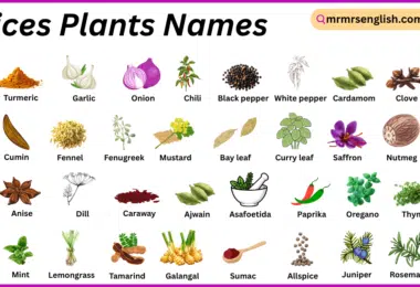 Spices Plants Names in English with Their Pictures