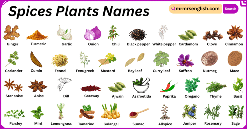 Spices Plants Names in English with Their Pictures