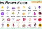 Spring Flowers Names in English with Their Pictures