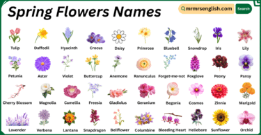 Spring Flowers Names in English with Their Pictures
