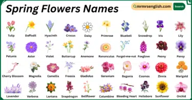Spring Flowers Names in English with Their Pictures