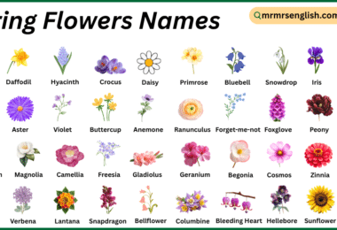 Spring Flowers Names in English with Their Pictures