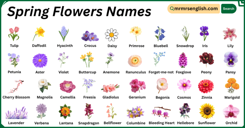 Spring Flowers Names in English with Their Pictures