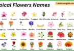 Tropical Flowers Names in English with Their Pictures