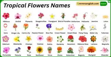 Tropical Flowers Names in English with Their Pictures