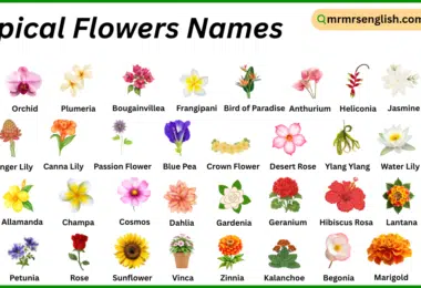 Tropical Flowers Names in English with Their Pictures