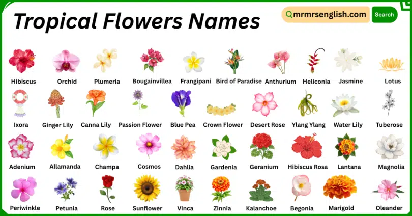 Tropical Flowers Names in English with Their Pictures