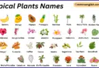 Tropical Plants Names in English with Their Pictures