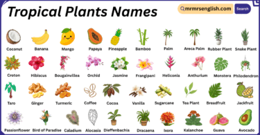 Tropical Plants Names in English with Their Pictures
