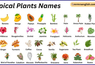 Tropical Plants Names in English with Their Pictures