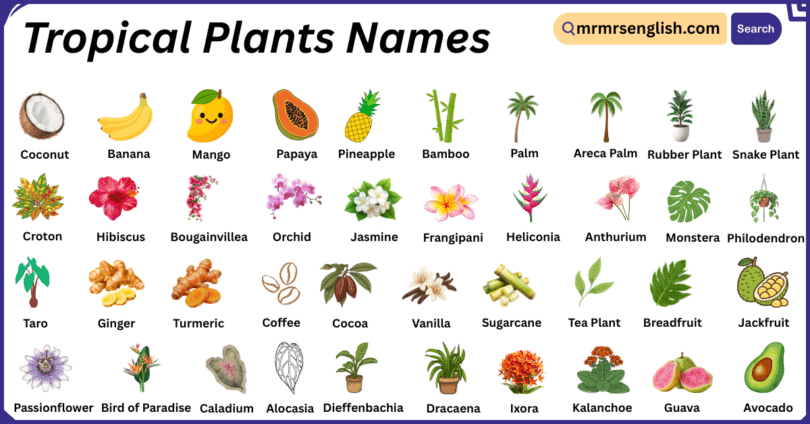 Tropical Plants Names in English with Their Pictures