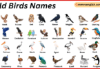 Wild Birds Names in English with Their Pictures