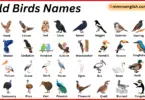 Wild Birds Names in English with Their Pictures