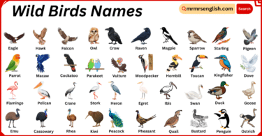Wild Birds Names in English with Their Pictures