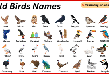 Wild Birds Names in English with Their Pictures