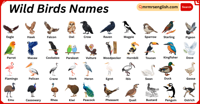 Wild Birds Names in English with Their Pictures
