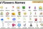 Wild Flowers Names in English with Their Pictures