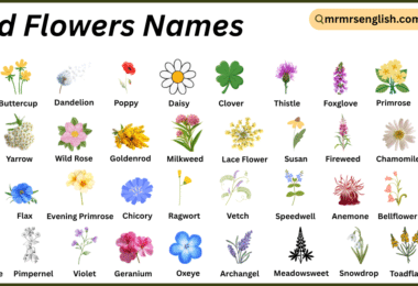 Wild Flowers Names in English with Their Pictures