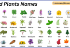 Wild Plants Names in English with Their Pictures