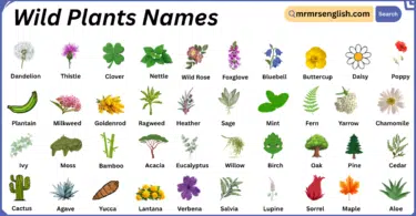 Wild Plants Names in English with Their Pictures