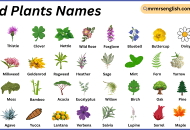 Wild Plants Names in English with Their Pictures