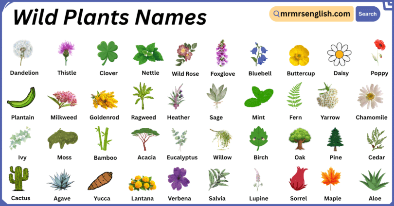 Wild Plants Names in English with Their Pictures