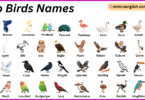 Zoo Birds Names in English with Their Pictures