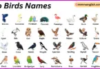 Zoo Birds Names in English with Their Pictures