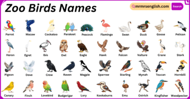 Zoo Birds Names in English with Their Pictures
