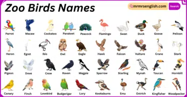 Zoo Birds Names in English with Their Pictures