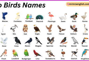 Zoo Birds Names in English with Their Pictures