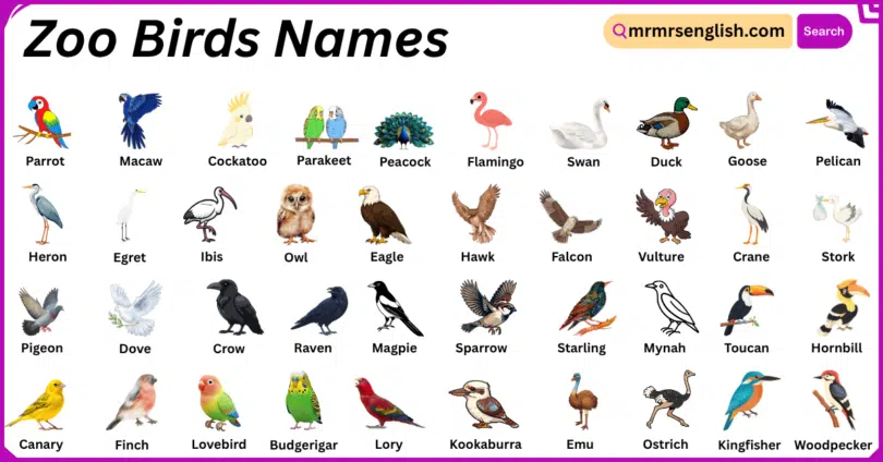 Zoo Birds Names in English with Their Pictures