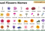 Annual Flowers Names in English with Their Pictures