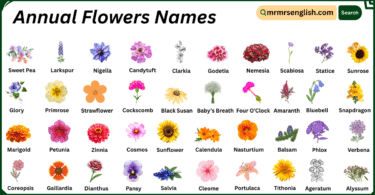 Annual Flowers Names in English with Their Pictures