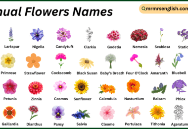 Annual Flowers Names in English with Their Pictures