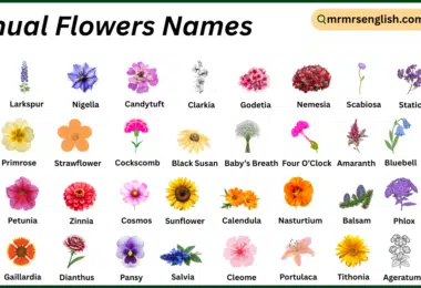 Annual Flowers Names in English with Their Pictures