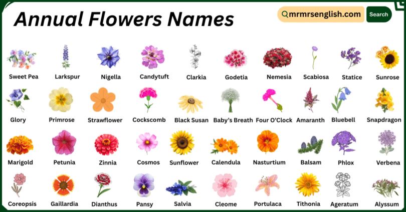 Annual Flowers Names in English with Their Pictures