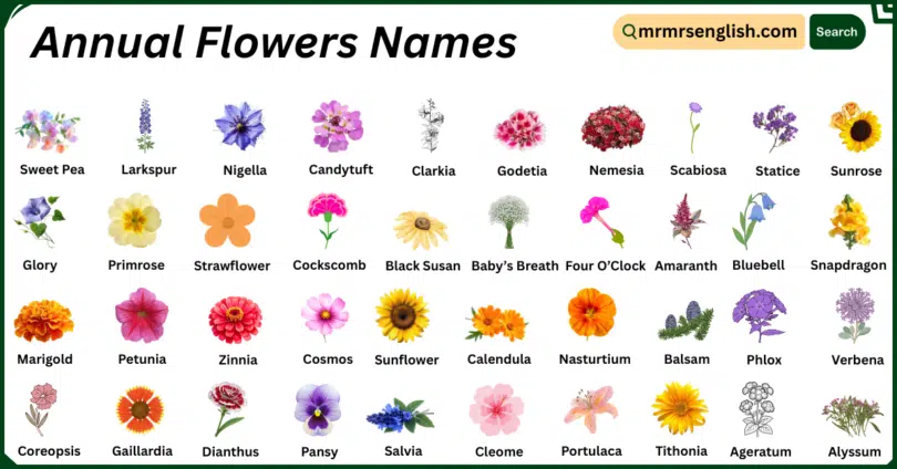 Annual Flowers Names in English with Their Pictures
