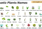 Aquatic Plants Names in English with Their Pictures