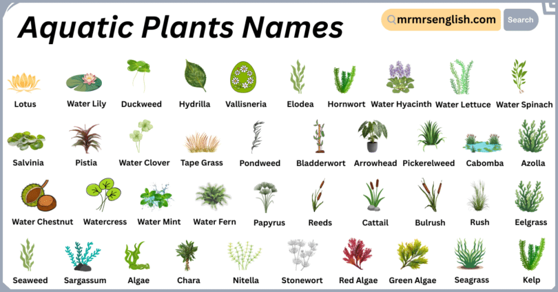 Aquatic Plants Names in English with Their Pictures