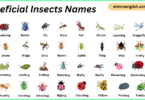 Beneficial Insects Names in English with Their Pictures
